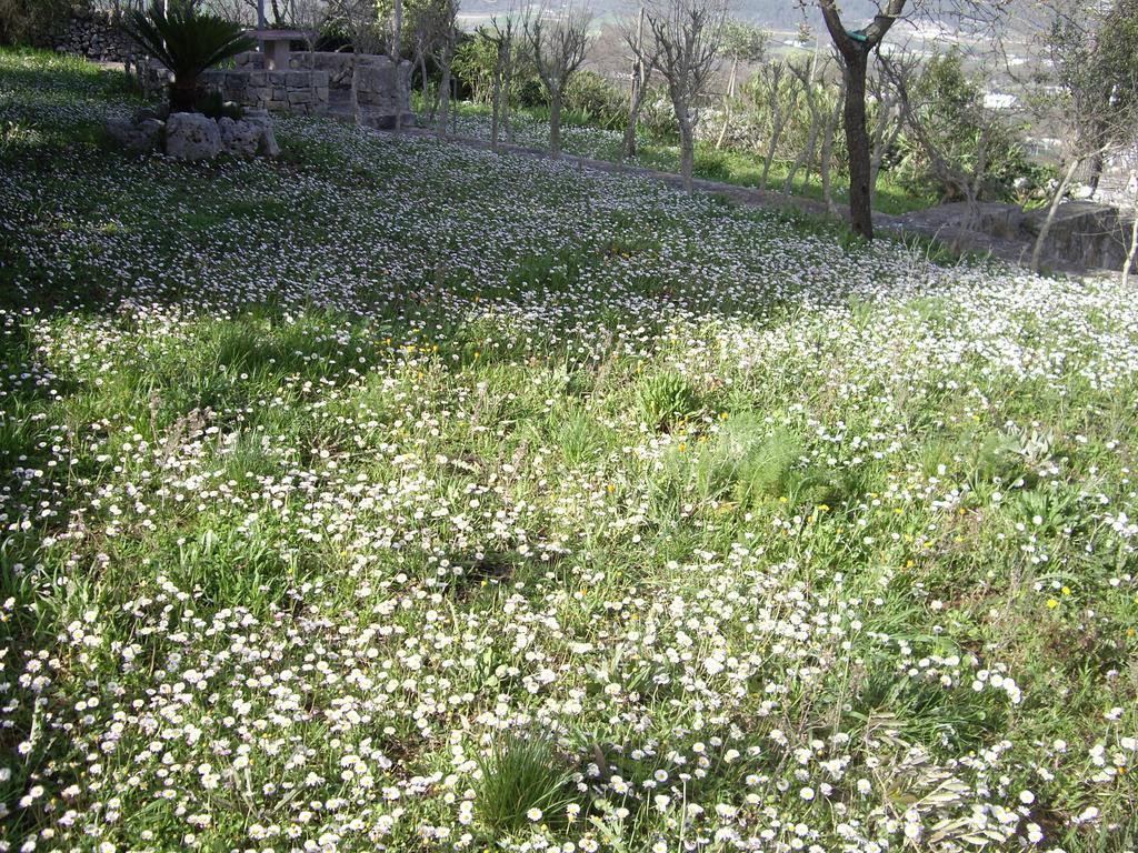 Trulli Convertini โลโกโรตอนโด ห้อง รูปภาพ